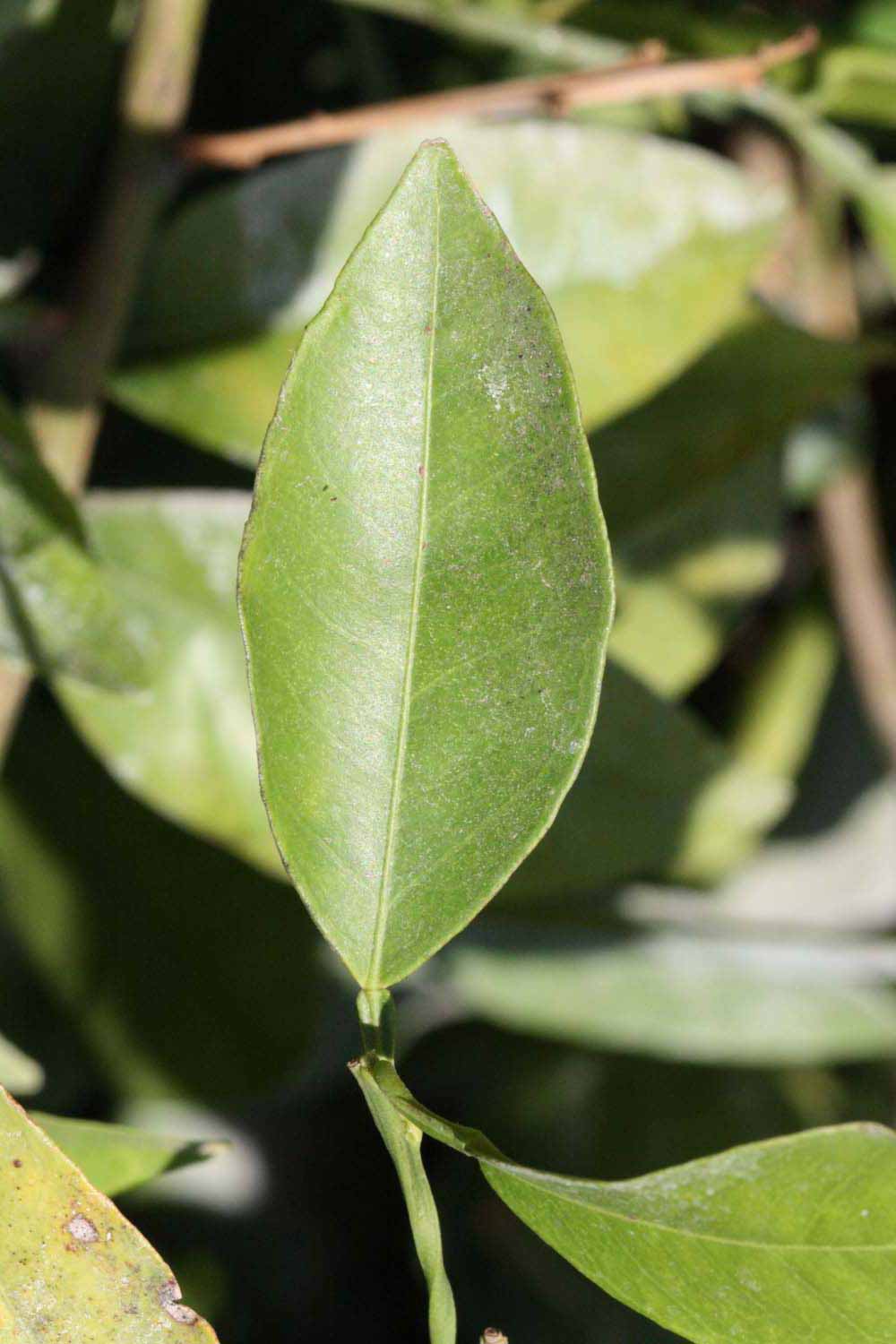              Unifoliolate leaf (Riverside, CA)       
